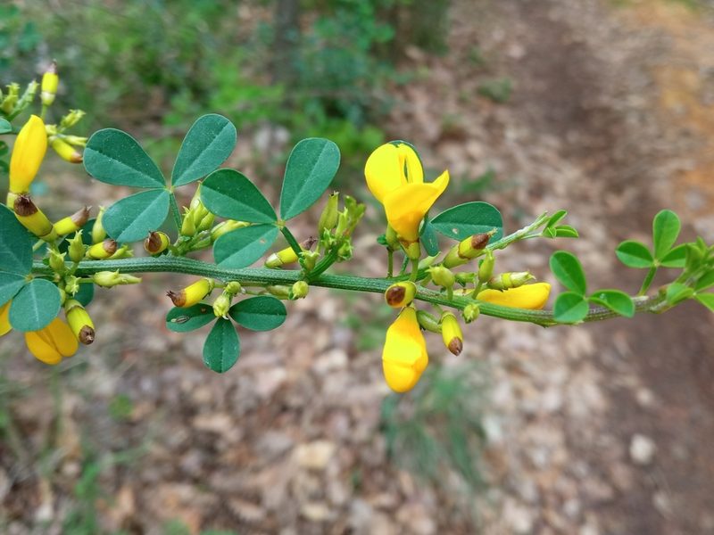 Calicotome spinosa, photographed by Josep Gesti