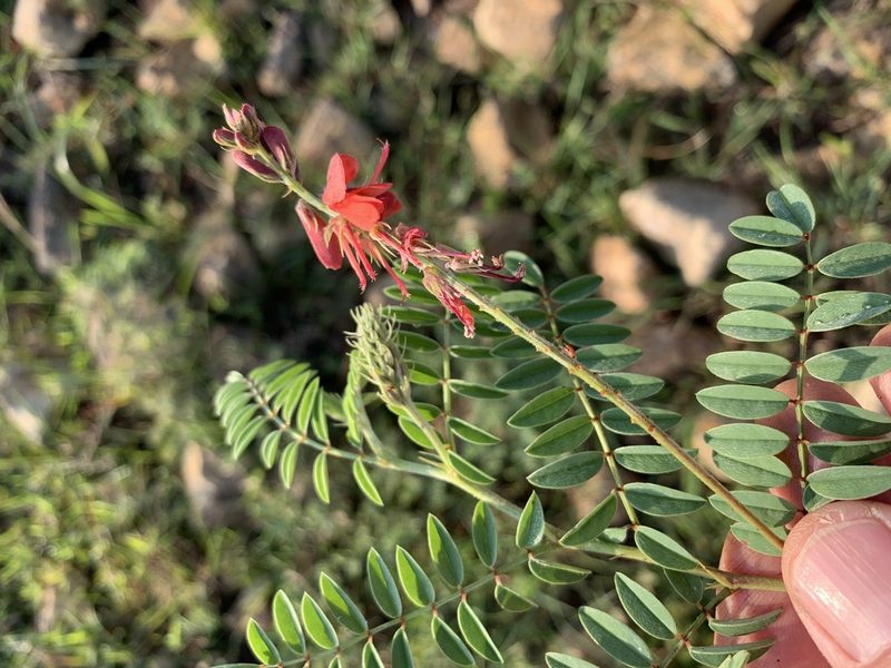 Indigofera williamsonii, photographed by Dave Richardson