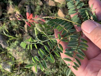 Indigofera williamsonii, photographed by Dave Richardson