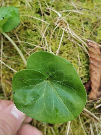 Asarum caucasicum, photographed by Ljaž