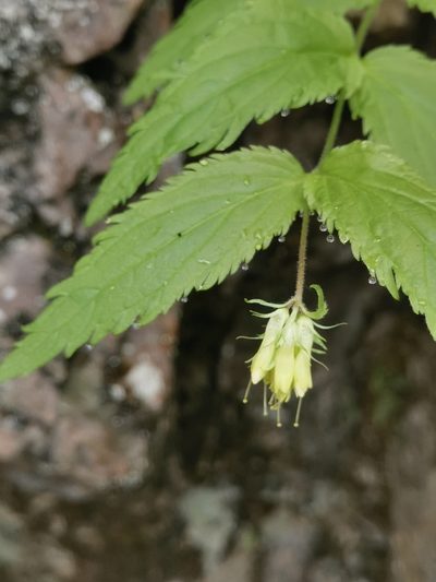 Paederota lutea, photographed by Ljaž