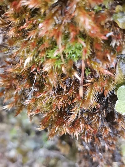 Orthothecium rufescens, photographed by Ljaž