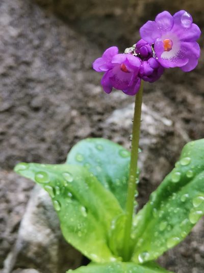 Primula carniolica, photographed by Ljaž
