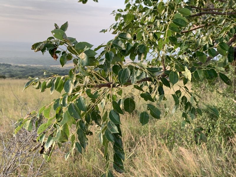 Sclerocarya birrea, photographed by Dave Richardson