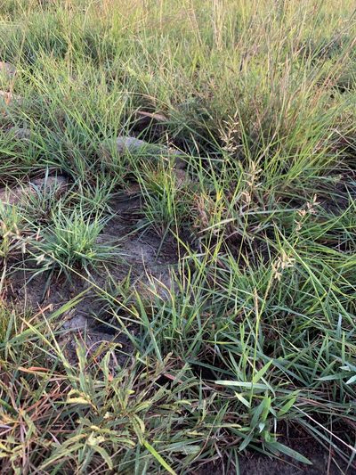 Eragrostis racemosa, photographed by Dave Richardson