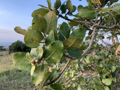 Ficus glumosa, photographed by Dave Richardson