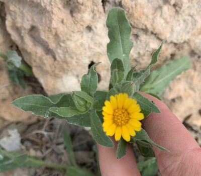 Calendula arvensis, photographed by Katrin Simon
