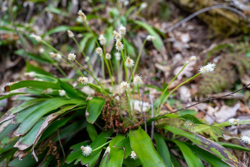 Carex fraseriana, photographed by Some Luser