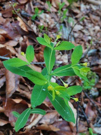 Euphorbia carniolica, photographed by Ljaž