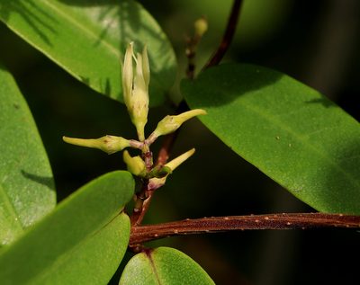 Cryptolepis obtusa, photographed by Wynand Uys