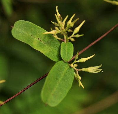 Cryptolepis obtusa, photographed by Wynand Uys