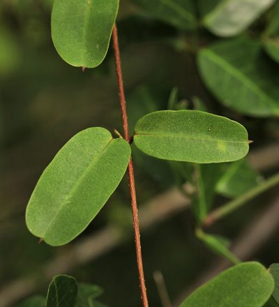 Cryptolepis obtusa, photographed by Wynand Uys