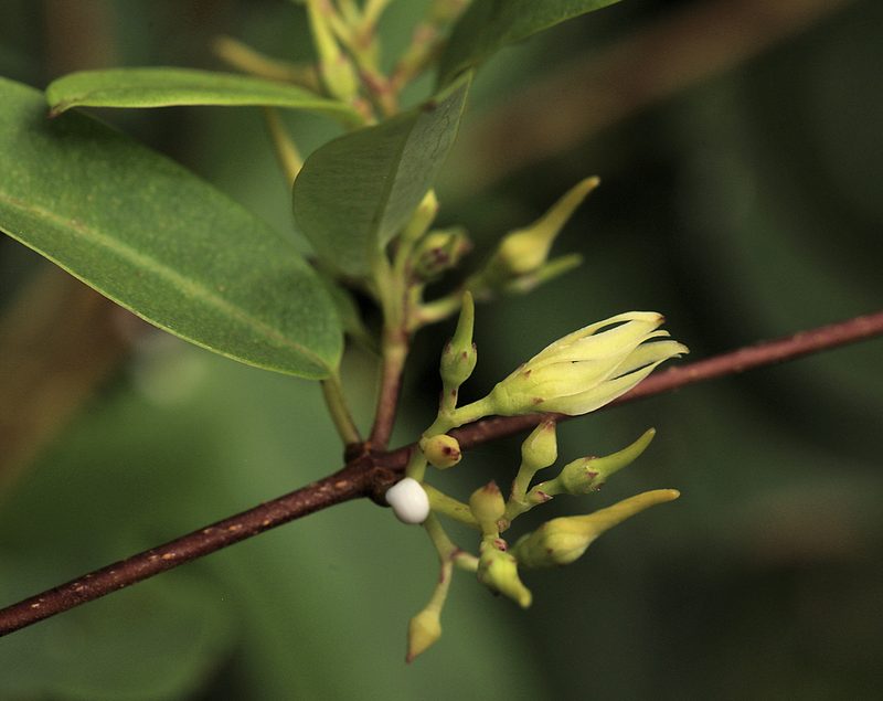 Cryptolepis obtusa, photographed by Wynand Uys