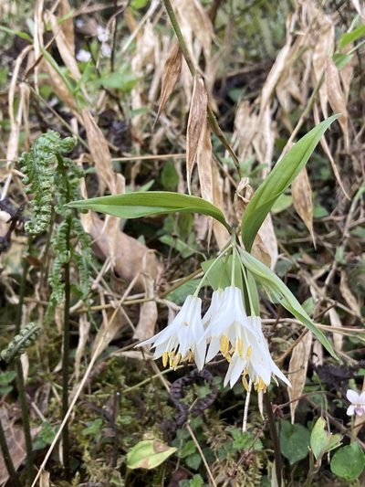 Disporum leucanthum, photographed by John Kenrick Gibson