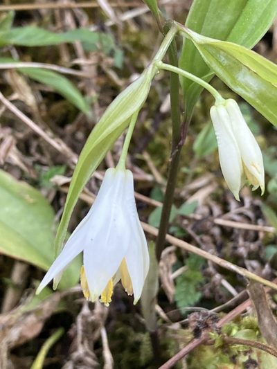 Disporum leucanthum, photographed by John Kenrick Gibson