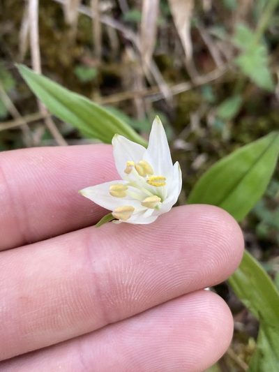 Disporum leucanthum, photographed by John Kenrick Gibson