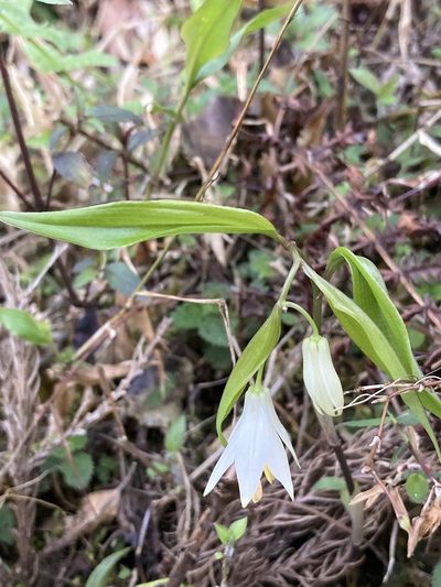 Disporum leucanthum, photographed by John Kenrick Gibson