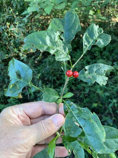 Solanum terminale, photographed by Dave Richardson