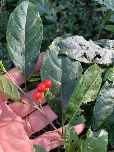Solanum terminale, photographed by Dave Richardson