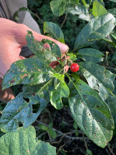 Solanum terminale, photographed by Dave Richardson