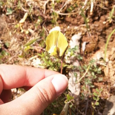 Vicia grandiflora, photographed by Dimitra Vasileiadou