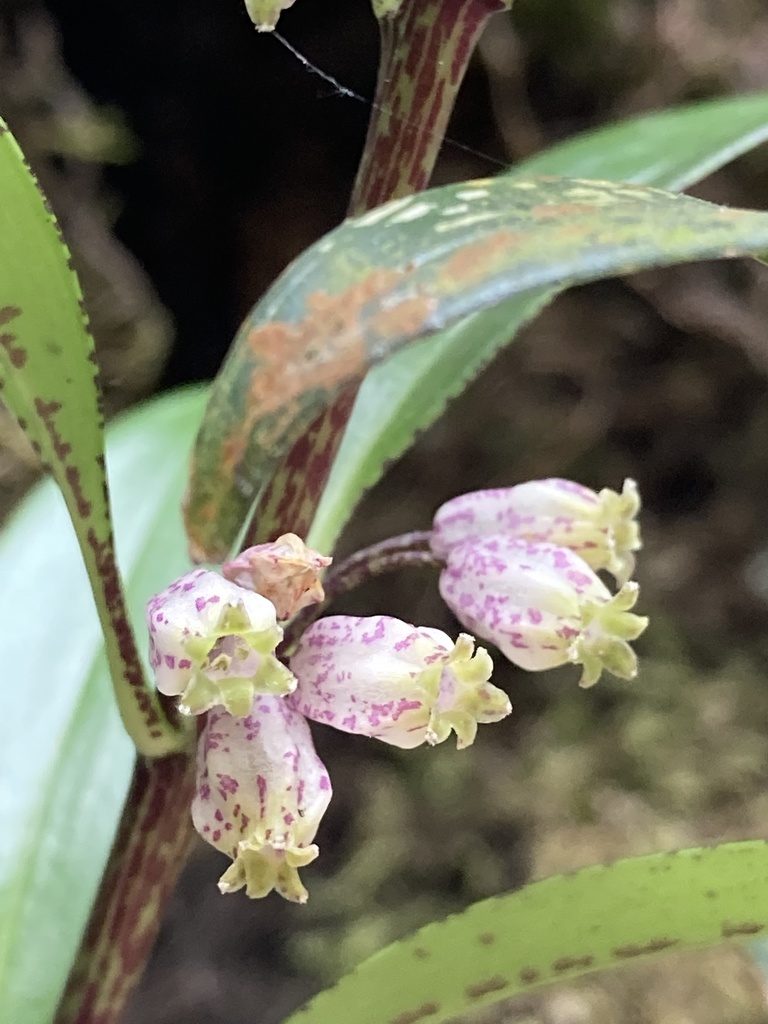 Polygonatum punctatum, photographed by John Kenrick Gibson