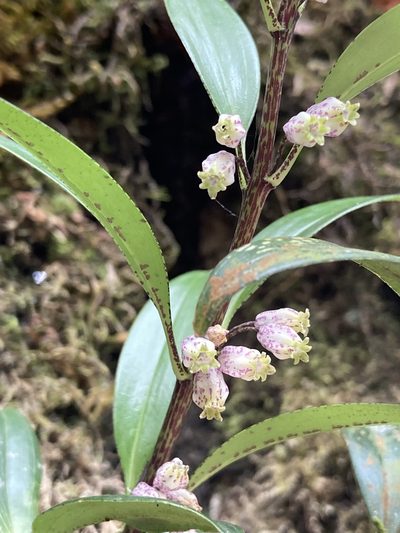 Polygonatum punctatum, photographed by John Kenrick Gibson