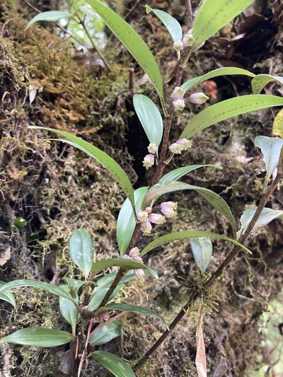 Polygonatum punctatum, photographed by John Kenrick Gibson