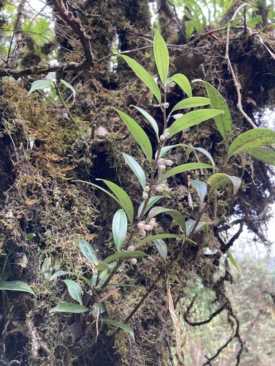 Polygonatum punctatum, photographed by John Kenrick Gibson