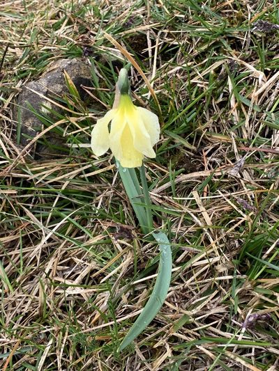 Narcissus moleroi, photographed by Naturalista
