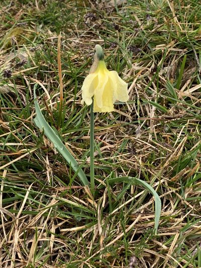 Narcissus moleroi, photographed by Naturalista