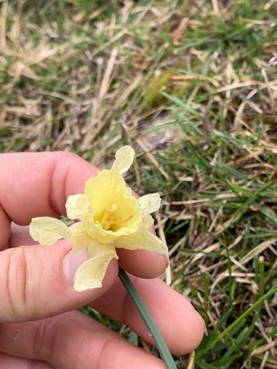 Narcissus moleroi, photographed by Naturalista