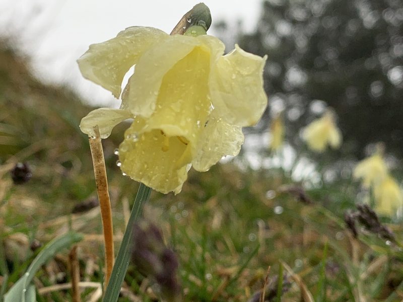 Narcissus moleroi, photographed by Naturalista