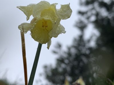 Narcissus moleroi, photographed by Naturalista