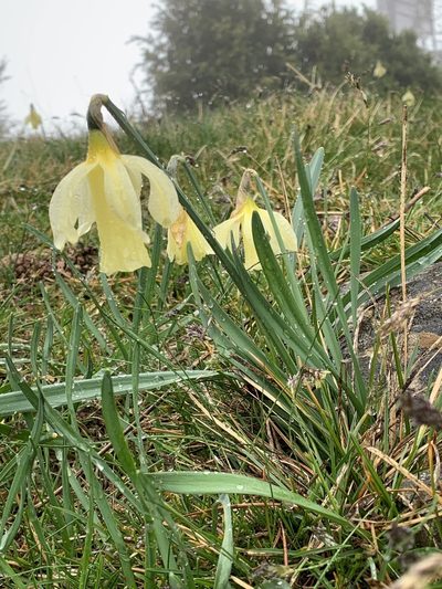 Narcissus moleroi, photographed by Naturalista