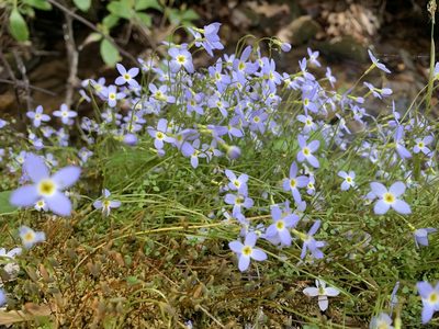 Houstonia serpyllifolia, photographed by Tia Tyler