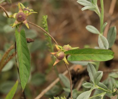 Ipomoea gracilisepala, photographed by Wynand Uys