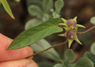 Ipomoea gracilisepala, photographed by Wynand Uys