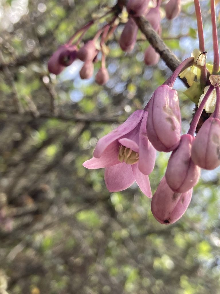Stauntonia latifolia, photographed by John Kenrick Gibson