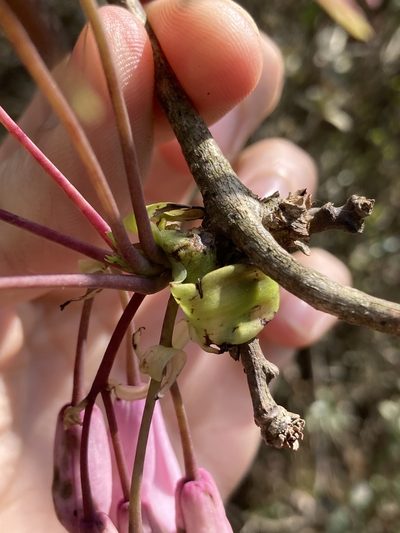 Stauntonia latifolia, photographed by John Kenrick Gibson