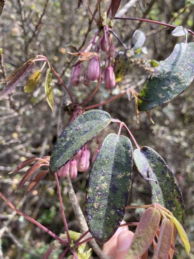 Stauntonia latifolia, photographed by John Kenrick Gibson