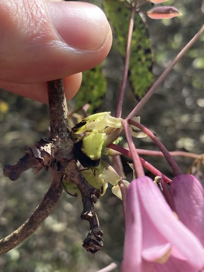 Stauntonia latifolia, photographed by John Kenrick Gibson