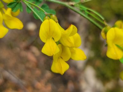 Hippocrepis emerus, photographed by Elias
