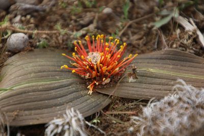 Daubenya marginata, photographed by Tony Rebelo