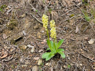 Orchis pallens, photographed by Elias