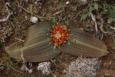 Daubenya marginata, photographed by Tony Rebelo
