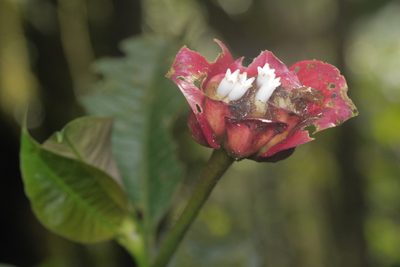 Palicourea elata, photographed by Nico