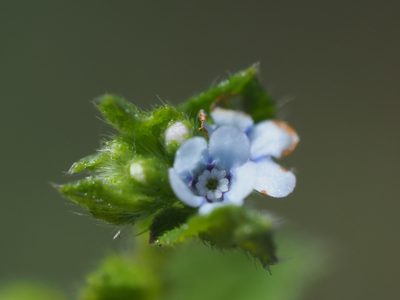 Bothriospermum zeylanicum, photographed by 葉子