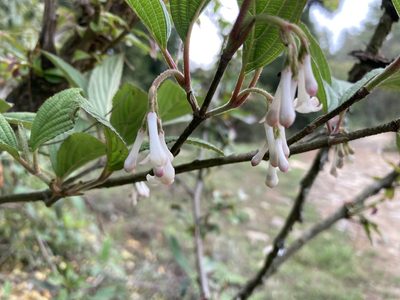 Viburnum erubescens, photographed by John Kenrick Gibson