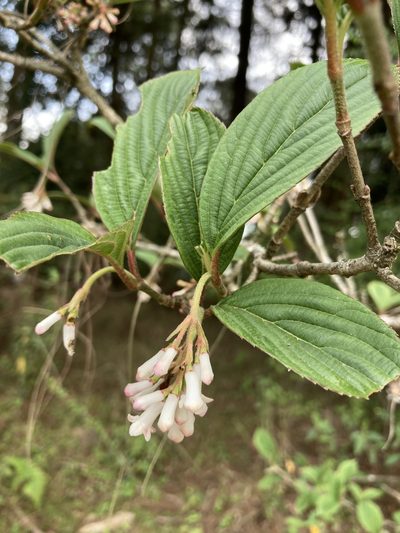 Viburnum erubescens, photographed by John Kenrick Gibson